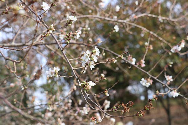 滋賀県都市公園 びわこ地球市民の森