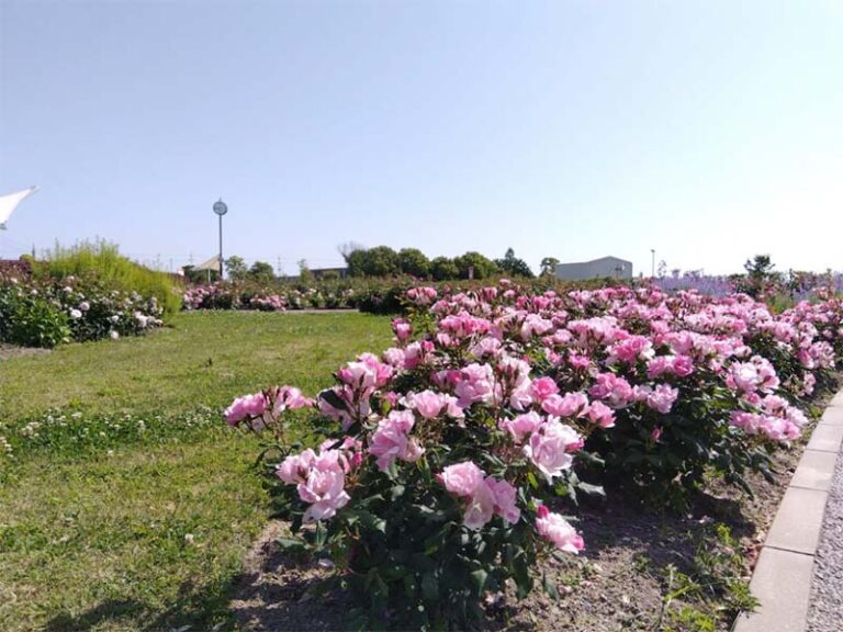 エコパークのバラ園